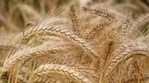 پیش‌بینی تولید ۱۳ میلیون و ۵۰۰ هزار تن گندم در کشور 