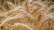 پیش‌بینی تولید ۱۳ میلیون و ۵۰۰ هزار تن گندم در کشور 