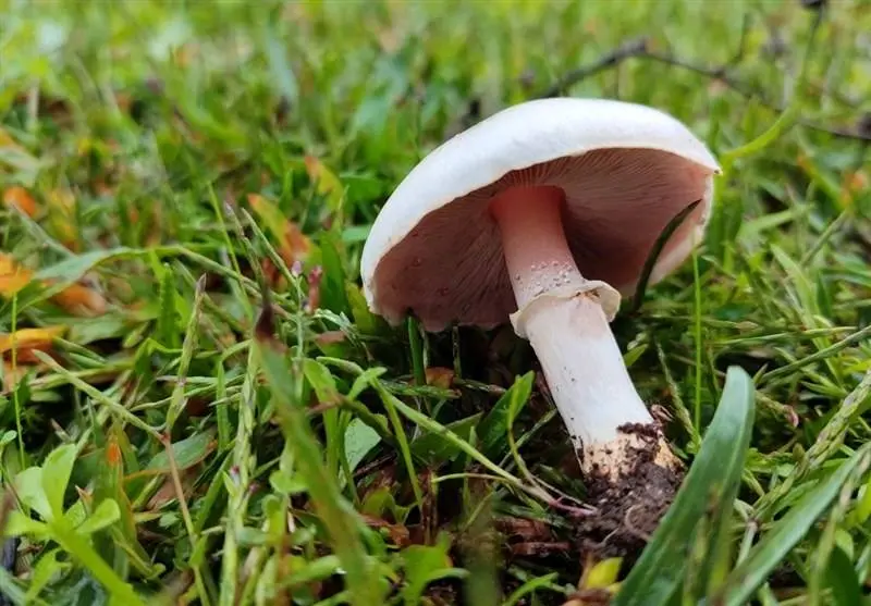 ۱۴۳ مسموم و یک فوتی بر اثر مصرف قارچهای سمی