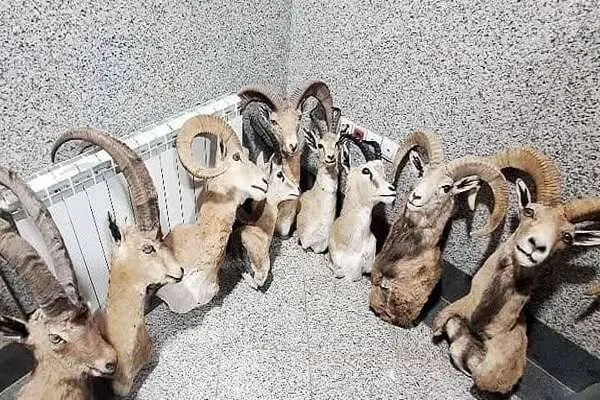 کشف کارگاه بزرگ و غیرمجاز تاکسیدرمی حیوانات