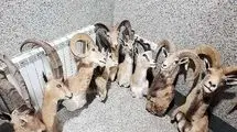 کشف کارگاه بزرگ و غیرمجاز تاکسیدرمی حیوانات
