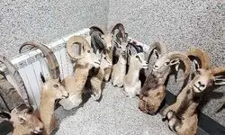 کشف کارگاه بزرگ و غیرمجاز تاکسیدرمی حیوانات