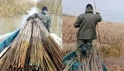 ناکامی سودجویان از تصرف تالاب بین المللی انزلی