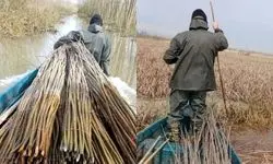 ناکامی سودجویان از تصرف تالاب بین المللی انزلی