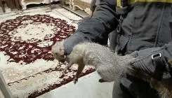 زنده‌گیری یک قلاده خدنگ از ساختمان مسکونی