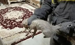 زنده‌گیری یک قلاده خدنگ از ساختمان مسکونی