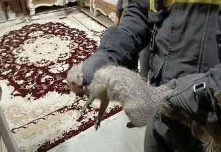 زنده‌گیری یک قلاده خدنگ از ساختمان مسکونی