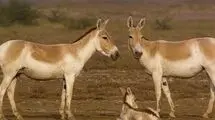 سرشماری حیات وحش ایران با تکنولوژی روز