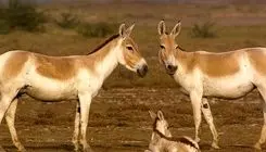 سرشماری حیات وحش ایران با تکنولوژی روز