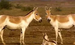 سرشماری حیات وحش ایران با تکنولوژی روز