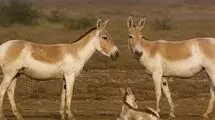 سرشماری حیات وحش ایران با تکنولوژی روز