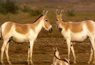 سرشماری حیات وحش ایران با تکنولوژی روز