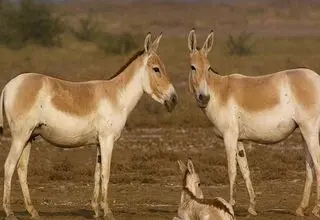 سرشماری حیات وحش ایران با تکنولوژی روز