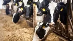 حذف ارز ۲۸,۵۰۰ تومانی موجب شوک اقتصادی می‌شود