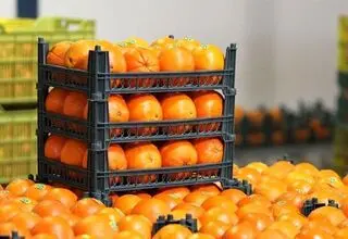 ذخایر کافی میوه‌های شب عید وجود دارد؛ نظارت بر خرده‌فروشی‌ها