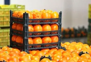 ذخایر کافی میوه‌های شب عید وجود دارد؛ نظارت بر خرده‌فروشی‌ها