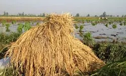 تولید ۱۰۰ هزار تن انواع محصولات کشت دوم پاییزه در شالیزارهای استان گیلان