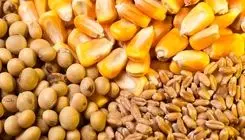 شارژ سهمیه فروردین‌ماه نهاده دامی دامداری‌های صنعتی شیری