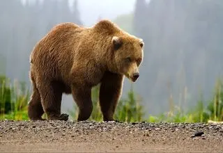 حمله غافلگیرکننده خرس پس از آزادسازی در طبیعت