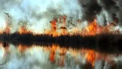 ۲۵۶ آتش‌سوزی در جنگل‌ها و تالاب‌ها طی ۵ ماه از انزلی تا زاگرس