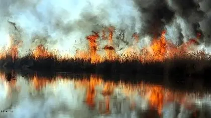 ۲۵۶ آتش‌سوزی در جنگل‌ها و تالاب‌ها طی ۵ ماه از انزلی تا زاگرس