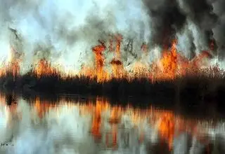 ۲۵۶ آتش‌سوزی در جنگل‌ها و تالاب‌ها طی ۵ ماه از انزلی تا زاگرس
