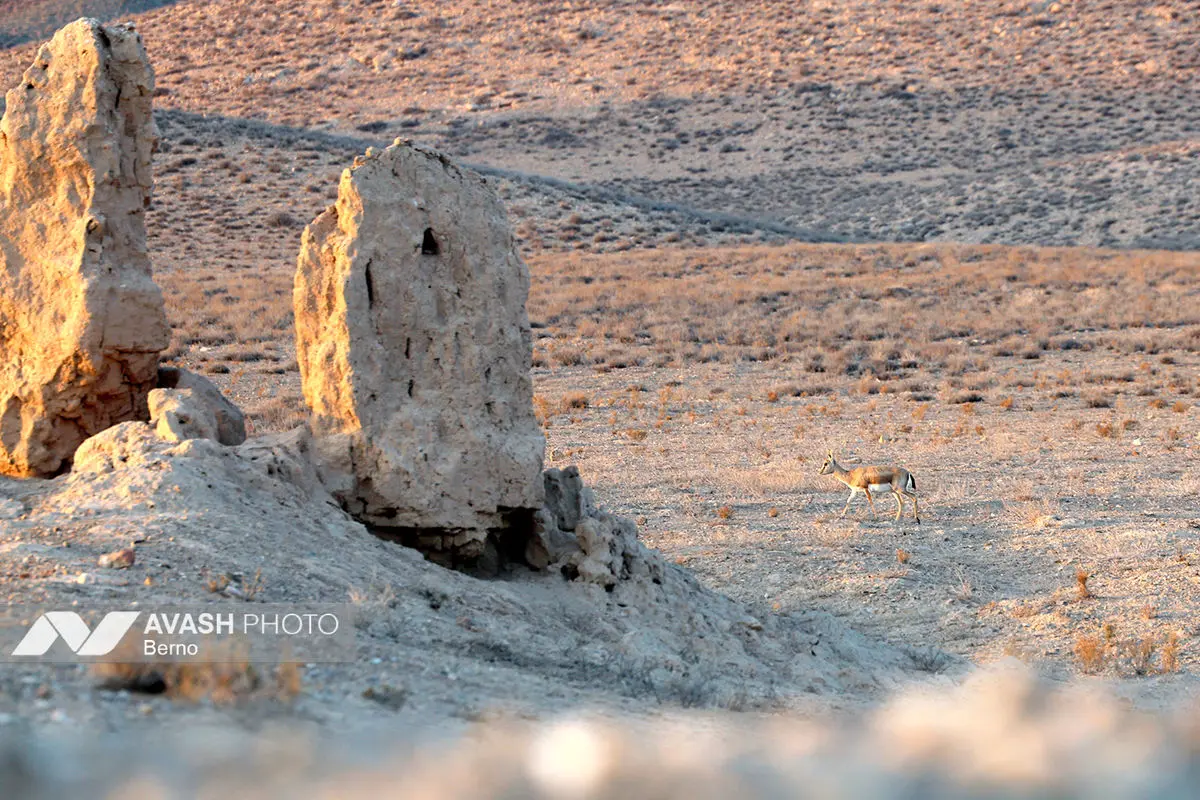 سرشماری پاییزه پارک ملی گلستان