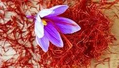 کشت ۹۰ درصد زعفران جهان در ایران