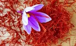 کشت ۹۰ درصد زعفران جهان در ایران