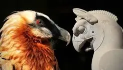 ثبت لحظه‌ای نادر برای اولین بار از پرنده افسانه‌ای ایران «هما»