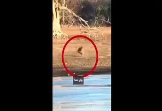 فیلم نجات معجزه‌آسا گوزن خالدار توسط کروکدیل‌ها در پارک ملی یالا