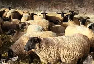 جدیدترین قیمت دام زنده در بازار؛ گوسفند و گوساله زنده کیلویی ۵۹۰ هزار تومان