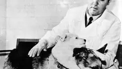 آیا بشر به دانش «پیوند سر» دست پیدا کرده است؟