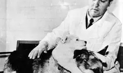 آیا بشر به دانش «پیوند سر» دست پیدا کرده است؟