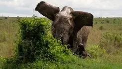 حمله فیل وحشی موجب مرگ ۶ نفر شد
