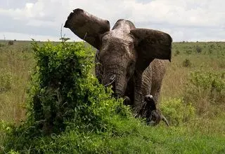 حمله فیل وحشی موجب مرگ ۶ نفر شد