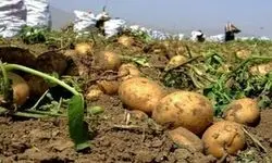  توزیع ذخایر احتیاطی سیب‌زمینی در حال انجام است