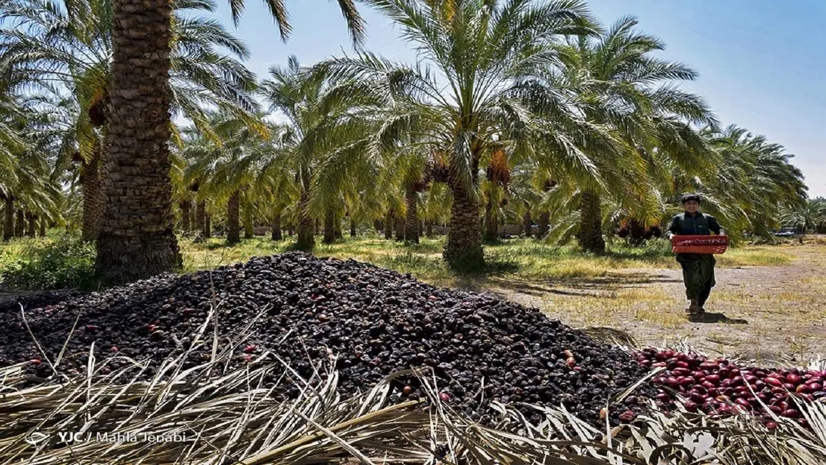 ۳۰ درصد خرمای تولیدی کشور صادر میشود