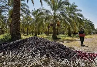 ۳۰ درصد خرمای تولیدی کشور صادر می‌شود