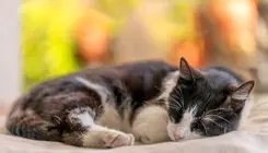 چرا گربه‌‌ها بیشتر روی سمت چپ بدنشان می‌خوابند؟