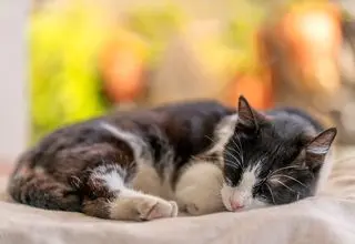 چرا گربه‌‌ها بیشتر روی سمت چپ بدنشان می‌خوابند؟