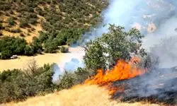 آتش‌سوزی گسترده اینبار در جنگل‌های سوادکوه +جزئیات جدید