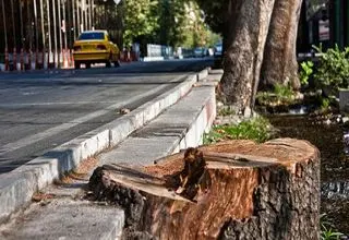 آفت‌زدگی یا آفت مدیریت شهری؟