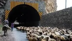 احشام قاچاق به ارزش ۴۰ میلیارد لب مرز کشف شد