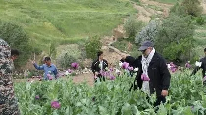راز پیامک‌های جنجالی درباره کشت خشخاش/ وقتی شالیزارهای شمال خشخاش بار می‌آورند