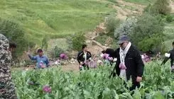 راز پیامک‌های جنجالی درباره کشت خشخاش/ وقتی شالیزارهای شمال خشخاش بار می‌آورند