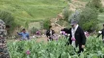 راز پیامک‌های جنجالی درباره کشت خشخاش/ وقتی شالیزارهای شمال خشخاش بار می‌آورند