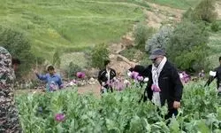 راز یک پیامک‌های جنجالی درباره کشت خشخاش/ وقتی شالیزارهای شمال خشخاش بار می‌آورند