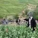 راز پیامک‌های جنجالی درباره کشت خشخاش/ وقتی شالیزارهای شمال خشخاش بار می‌آورند
