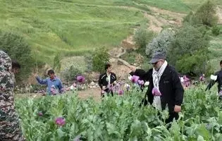 راز پیامک‌های جنجالی درباره کشت خشخاش/ وقتی شالیزارهای شمال خشخاش بار می‌آورند
